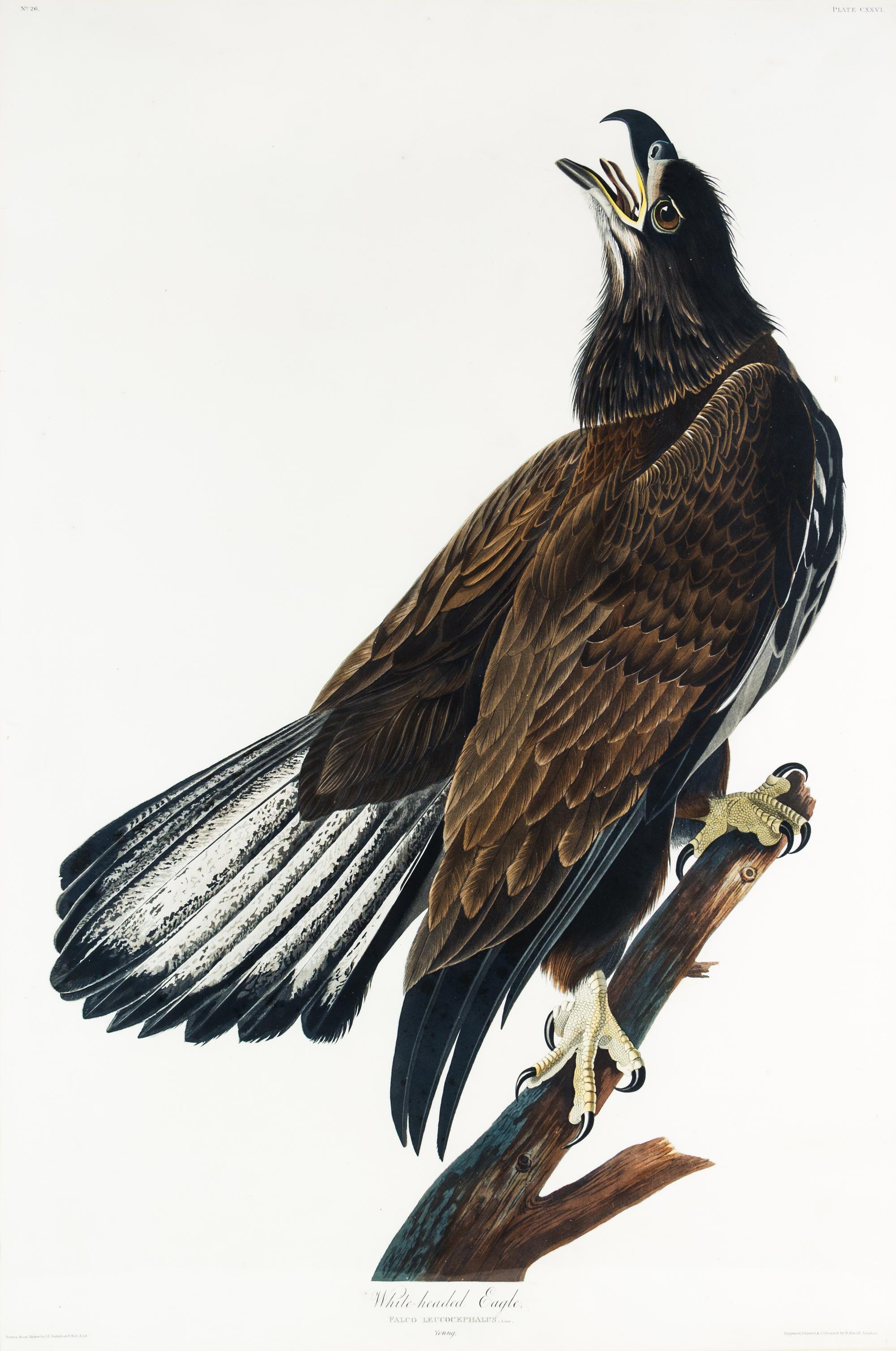(AUDUBON, JOHN JAMES, after) HAVELL, ROBERT. White-headed Eagle, plate CXXVI, no. 26. Engraving w/hand-coloring from Birds of America.