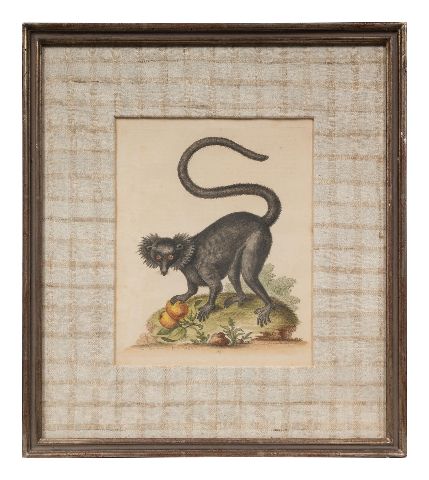 A Group of Six Continental Engravings Depicting Primates (Second Half 19th Century)