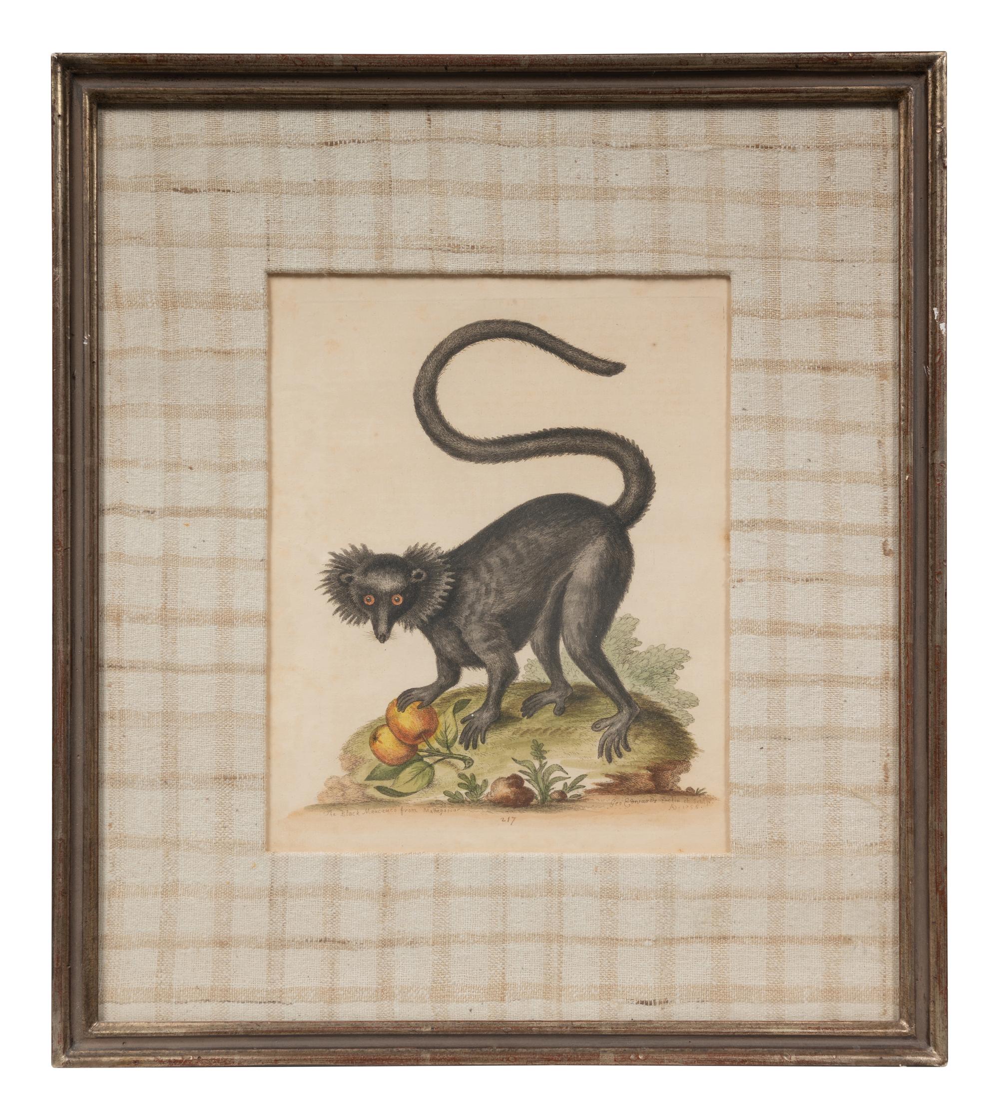 A Group of Six Continental Engravings Depicting Primates (Second Half 19th Century)