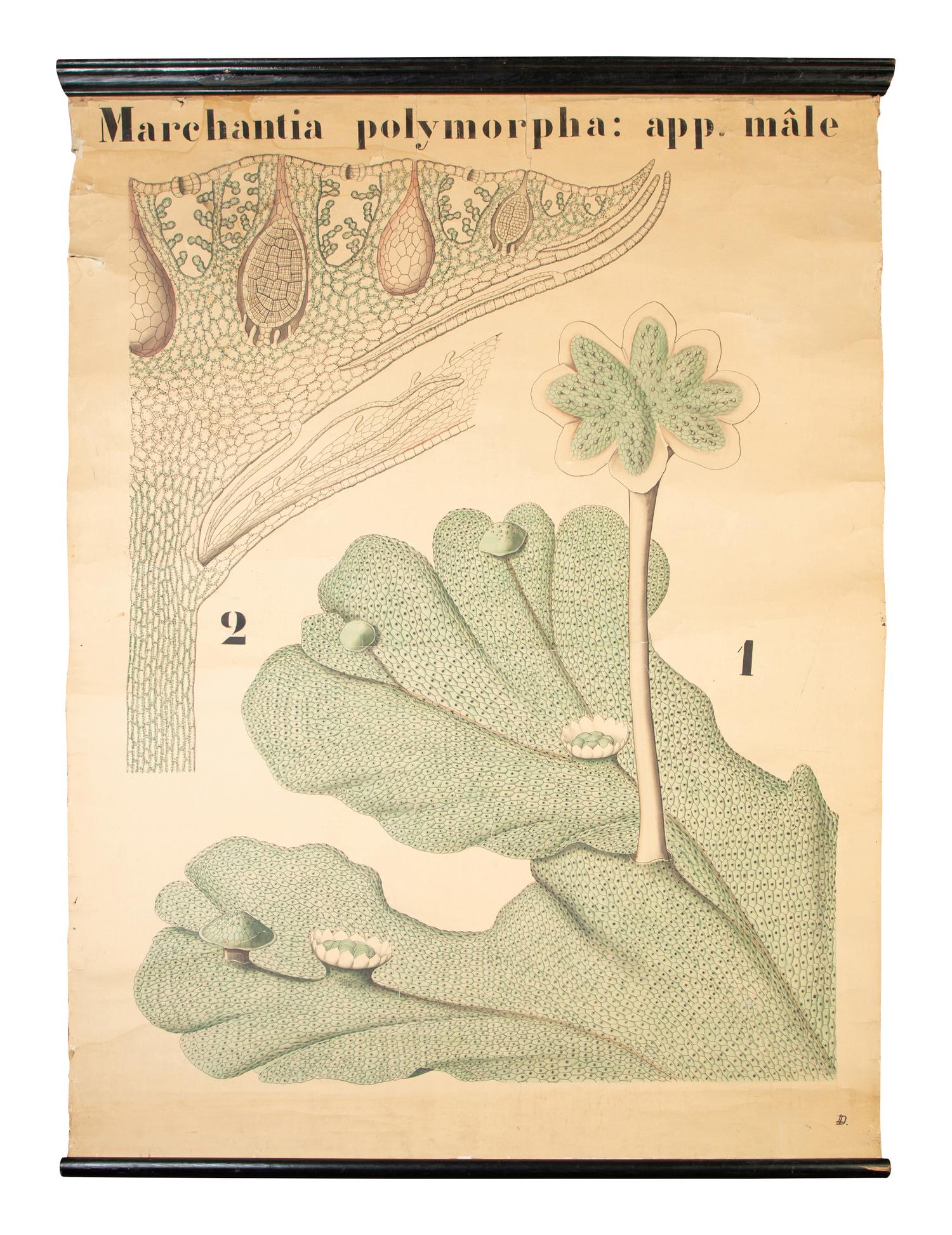 A Large German Botanical Print