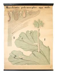 A Large German Botanical Print