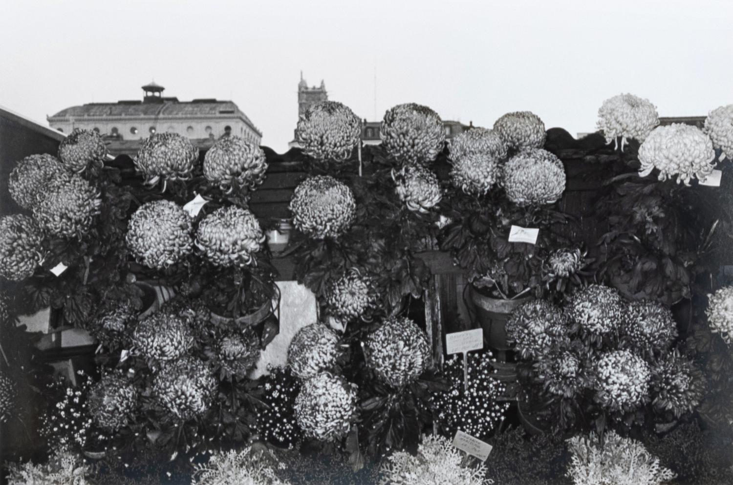 Photographs of Flowers