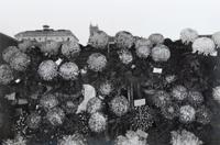 Photographs of Flowers