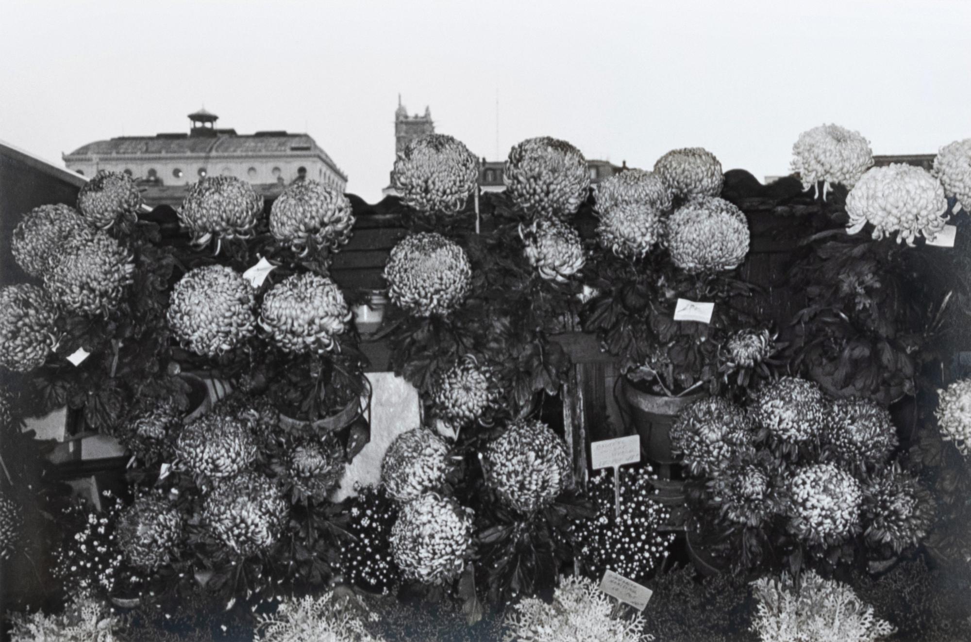 Photographs of Flowers