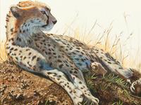 Cheetah , 2010