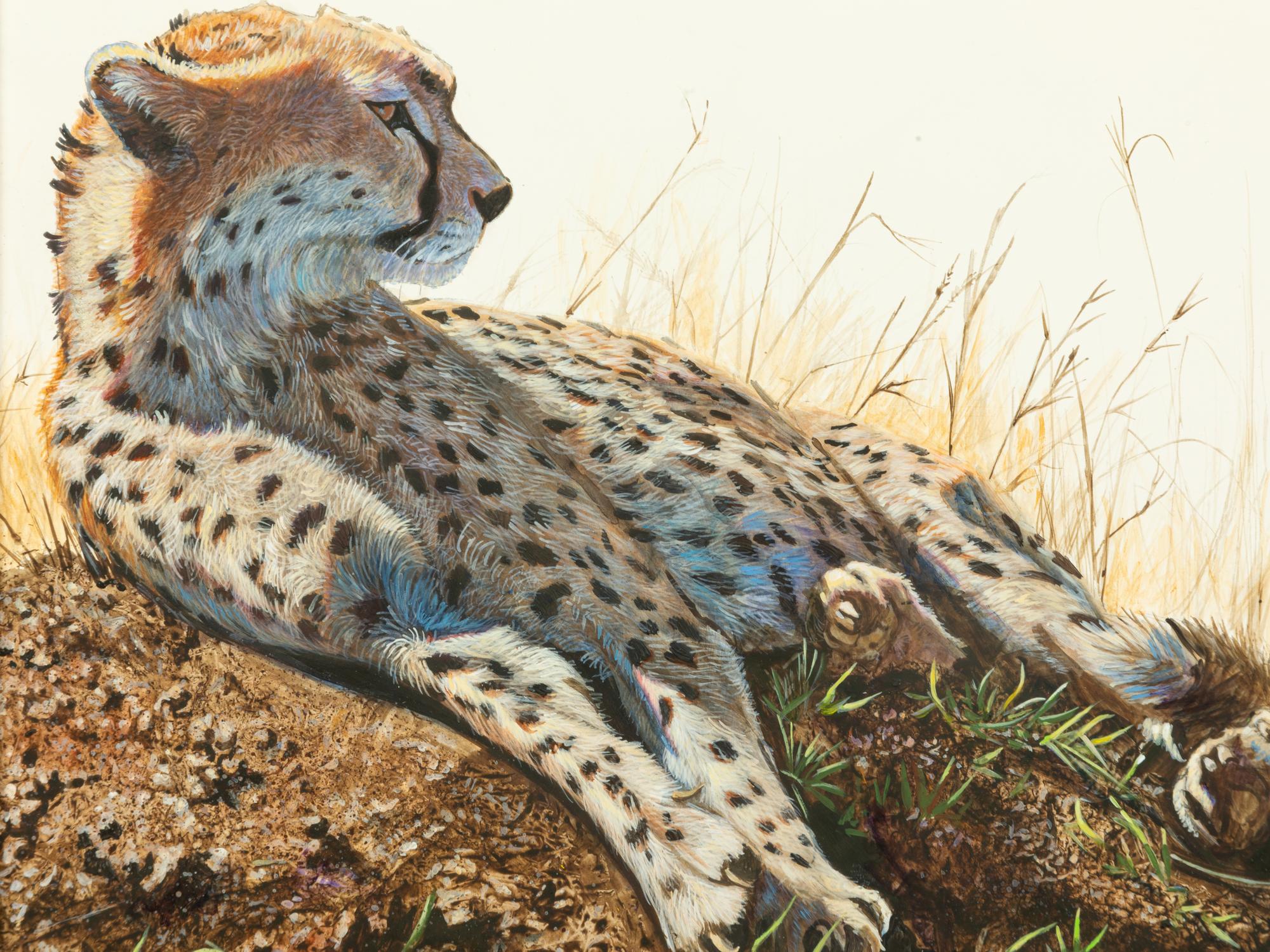 Cheetah , 2010
