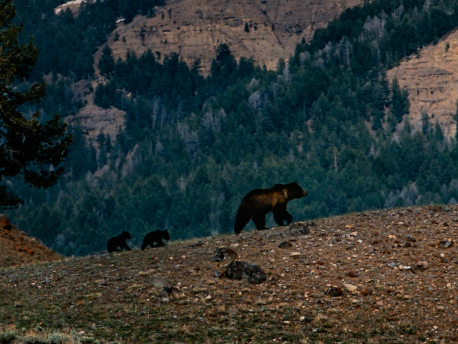 Yellowstone Country Grizzly , edition 79/1500