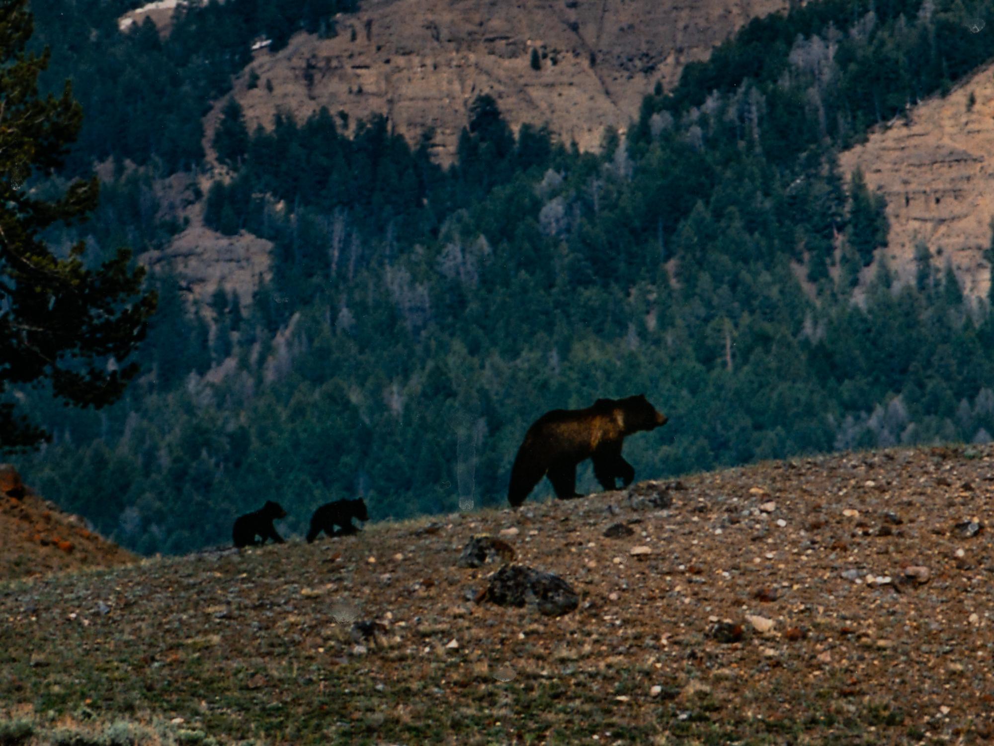Yellowstone Country Grizzly , edition 79/1500