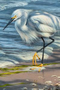 Snowy Egret , 2001
