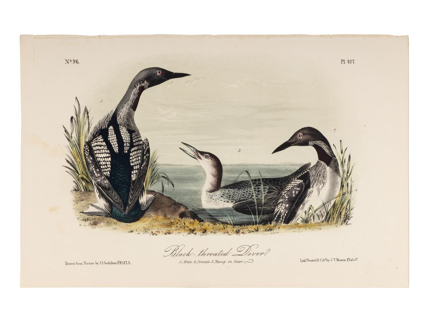 AUDUBON, John James (1785-1851), after. A group of 190 octavo-format lithographs, including: