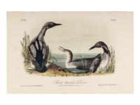 AUDUBON, John James (1785-1851), after. A group of 190 octavo-format lithographs, including: