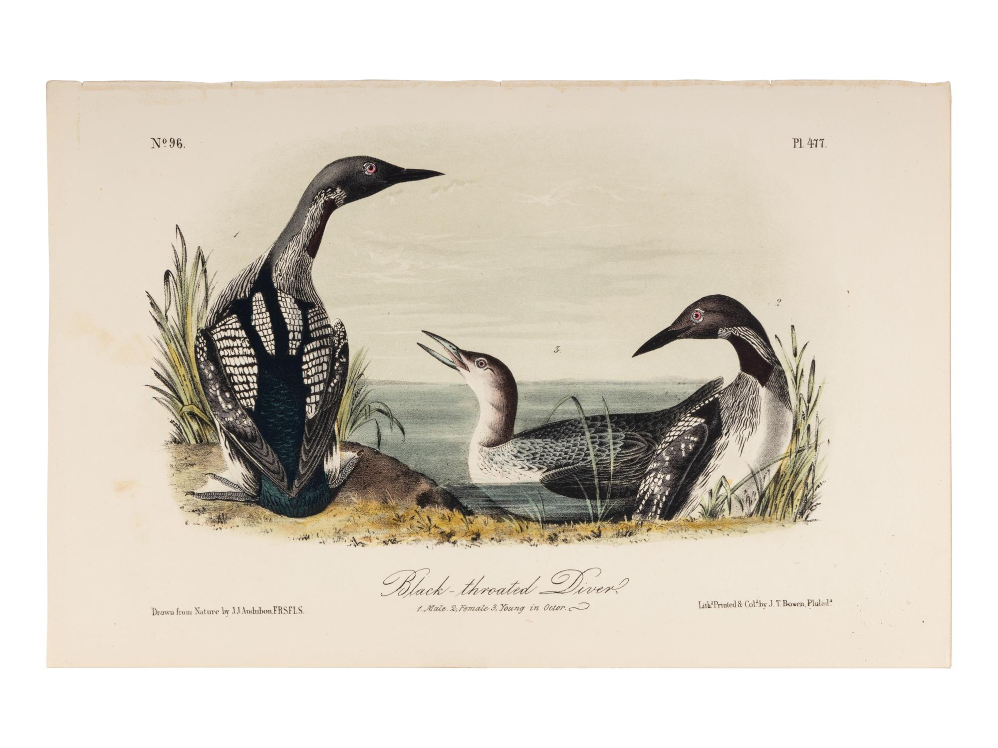 AUDUBON, John James (1785-1851), after. A group of 190 octavo-format lithographs, including: