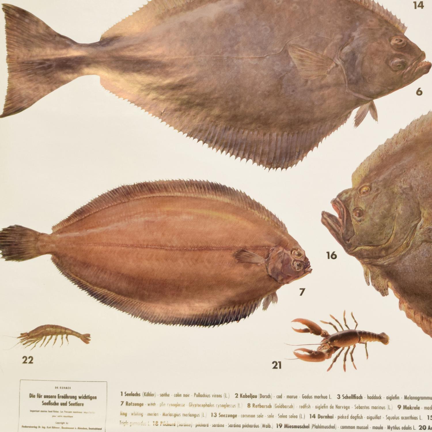 An Educational Poster of Marine Fish 53" W x 1" D x 64" H — Germany, Mid-20th Century