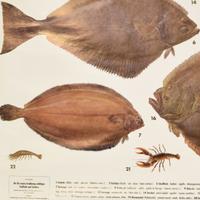 An Educational Poster of Marine Fish 53" W x 1" D x 64" H — Germany, Mid-20th Century