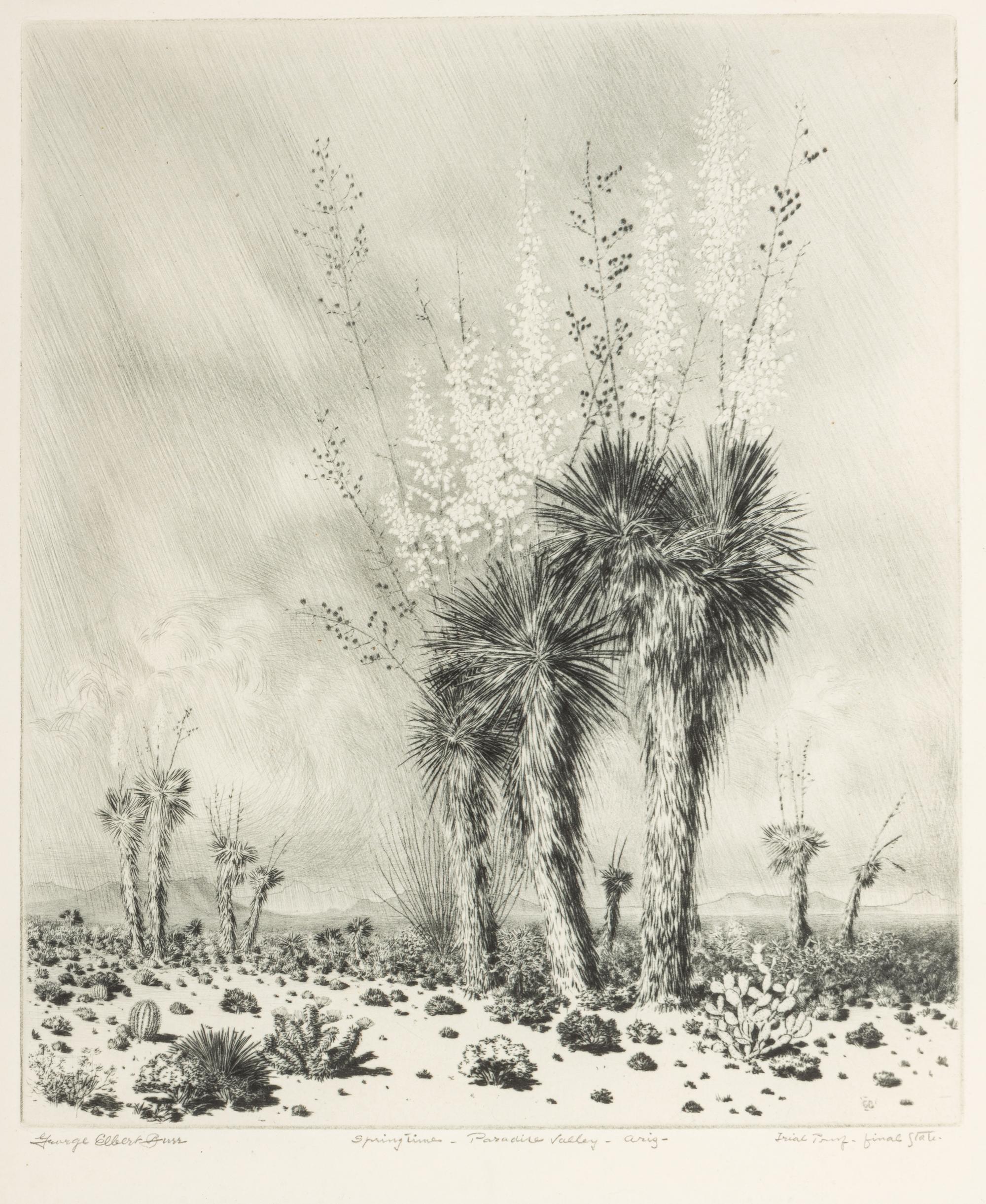 Springtime, Paradise Valley, Ariz.