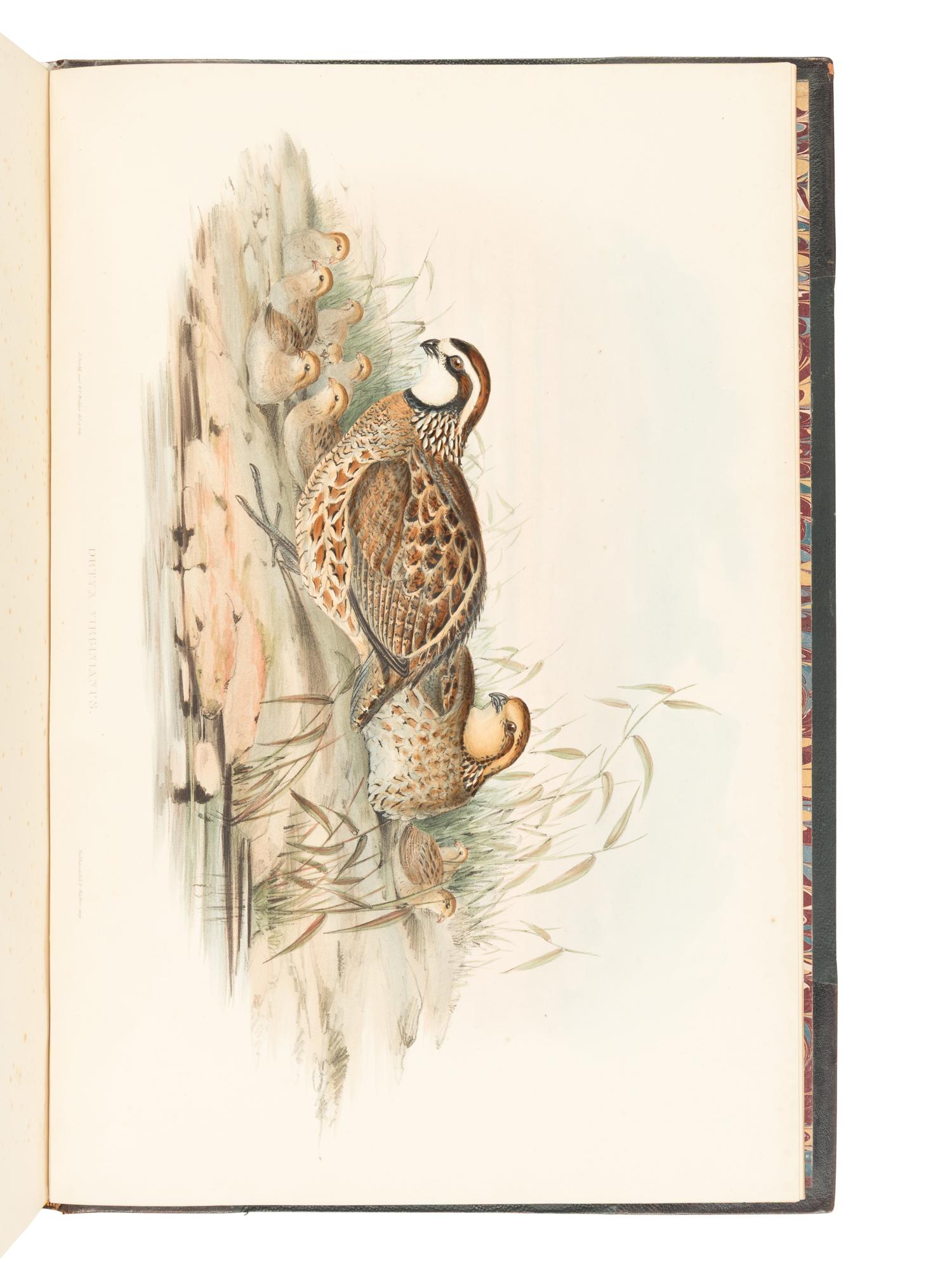 [NATURAL HISTORY]. GOULD, John (1804-1881). A Monogr a ph of the Odontophorin a e, or P a rtridges of A meric a . London: Richard and John E. Taylor for the Author, [1844]-1850.