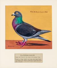 BURKE, DR. EDGAR. An archive of 12 gouache paintings of Dr. Burke's racing pigeons