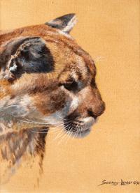 Mountain Lion