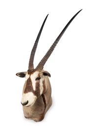 A Shoulder Mount Taxidermy Oryx