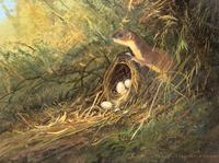 Bird Nest