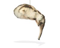 Untitled (Elephant) , 1987