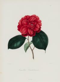 A Set of Five French Botanical Prints