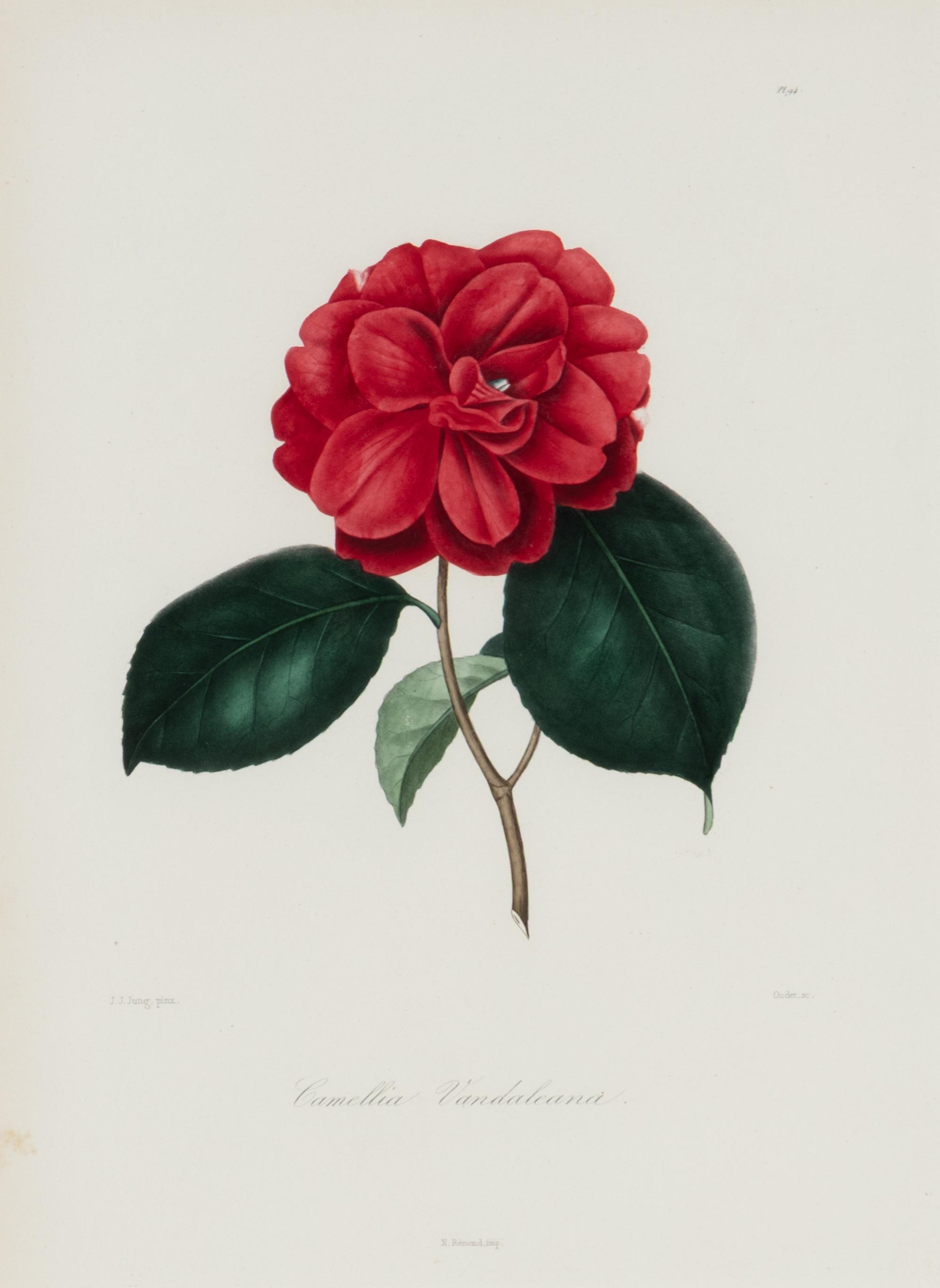 A Set of Five French Botanical Prints