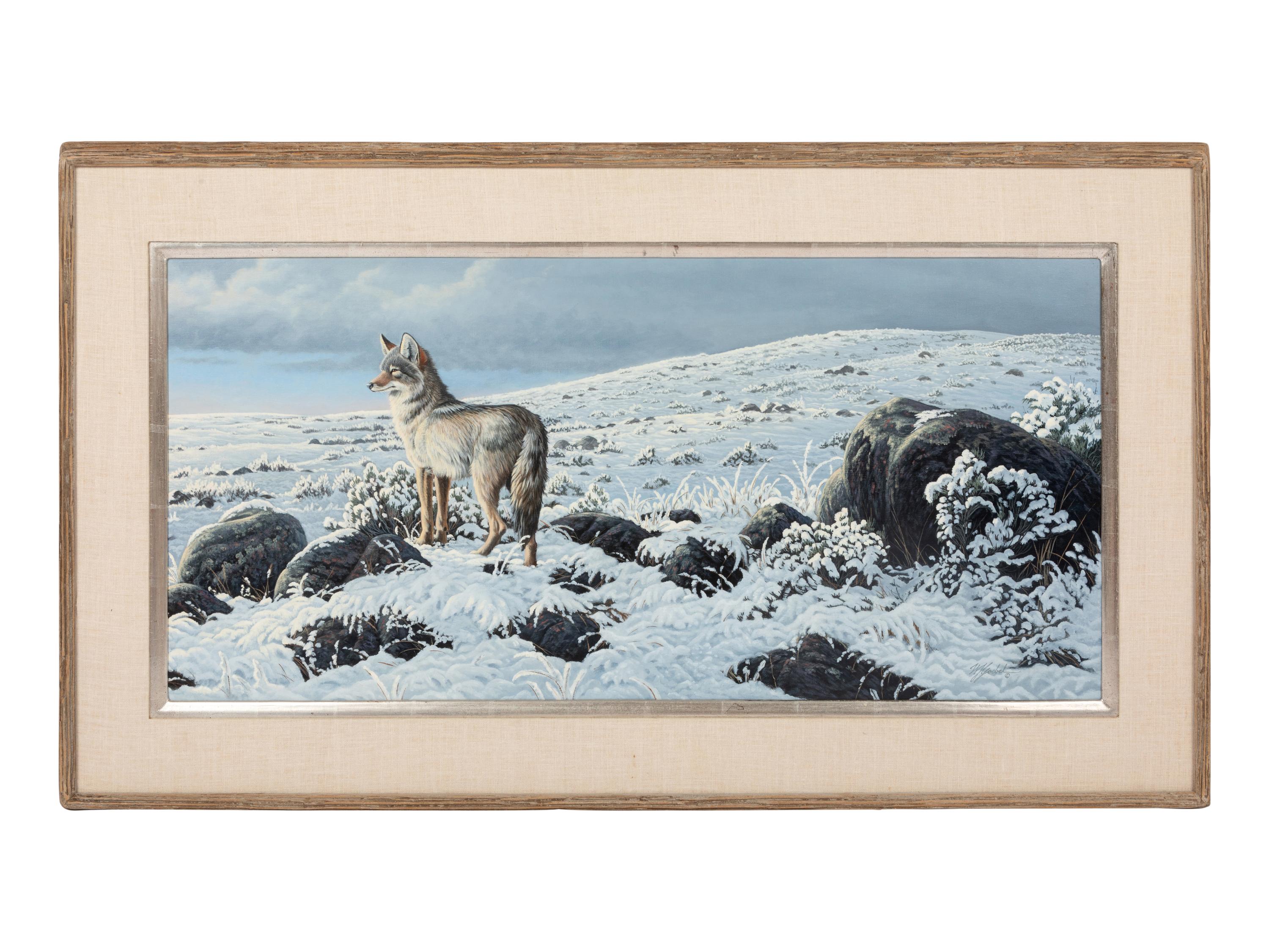 High Country-Coyote