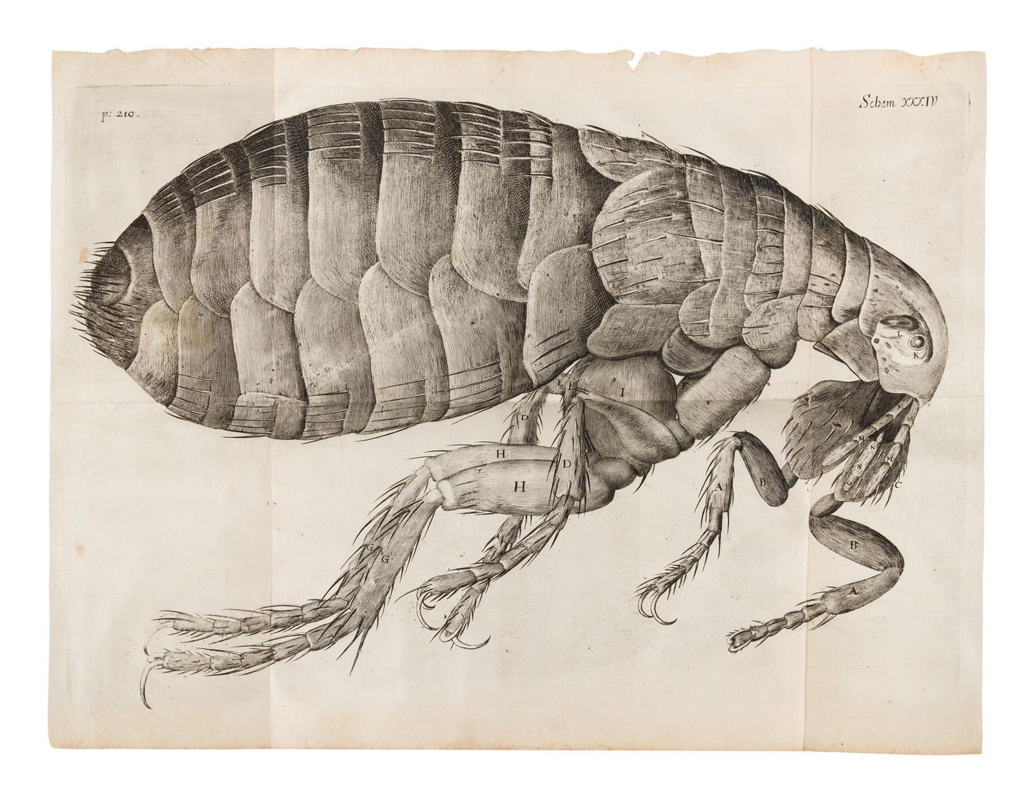 HOOKE, Robert (1635-1702). Micrographia: Or Some Psychological Descriptions of Minute Bodies Made by Magnifying Glasses . London: for James Allestry, 1667.