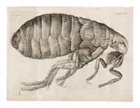 HOOKE, Robert (1635-1702). Micrographia: Or Some Psychological Descriptions of Minute Bodies Made by Magnifying Glasses . London: for James Allestry, 1667.