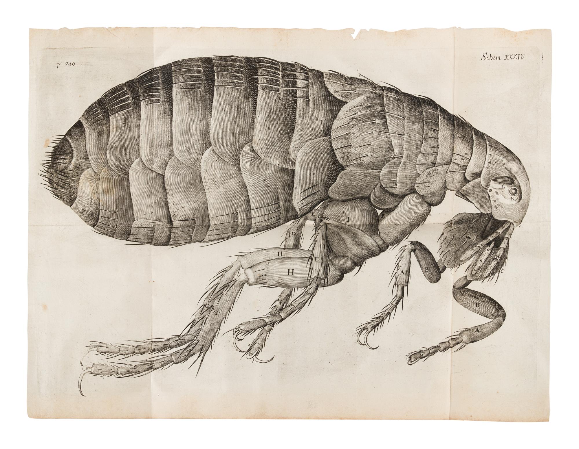 HOOKE, Robert (1635-1702). Micrographia: Or Some Psychological Descriptions of Minute Bodies Made by Magnifying Glasses . London: for James Allestry, 1667.