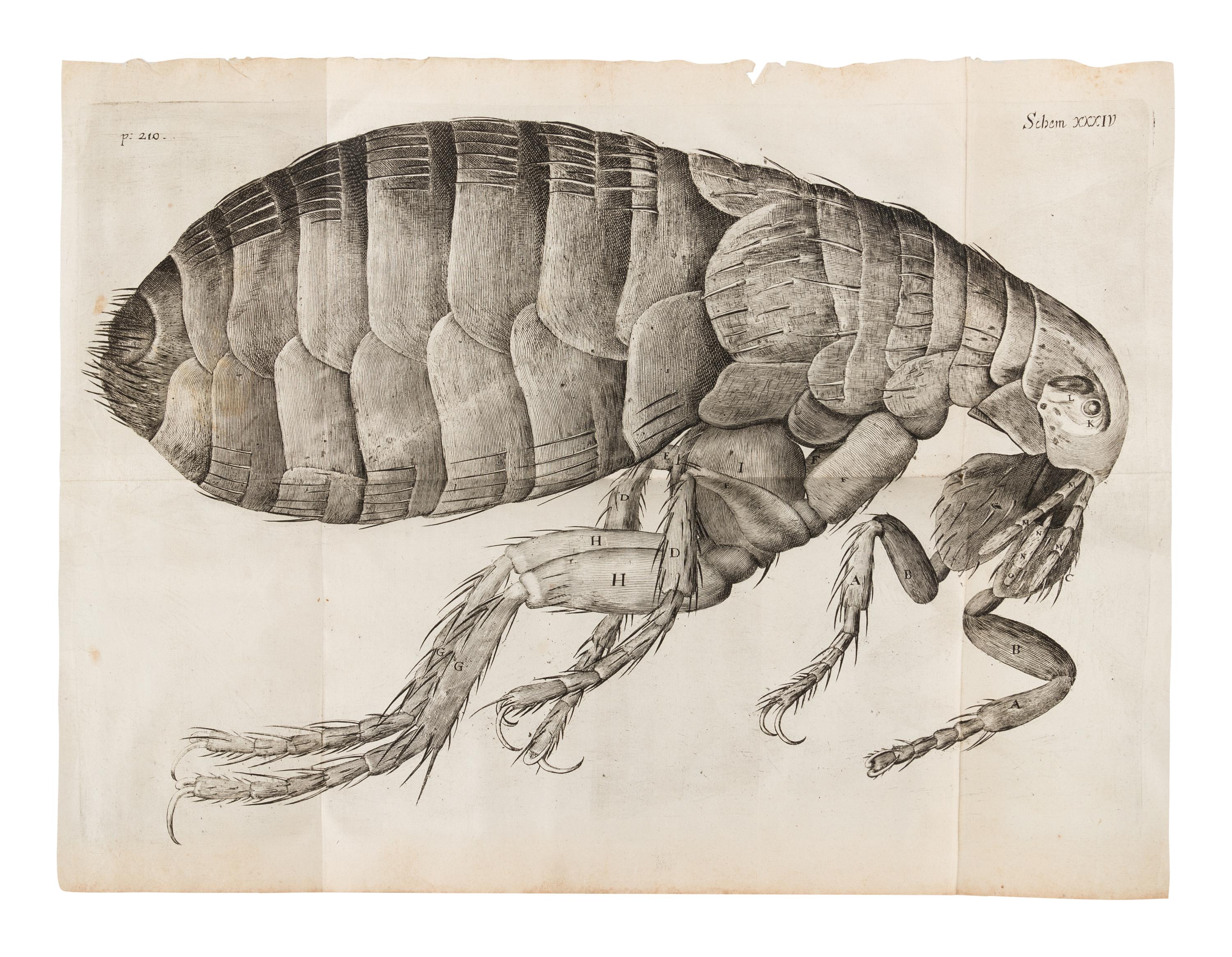 HOOKE, Robert (1635-1702). Micrographia: Or Some Psychological Descriptions of Minute Bodies Made by Magnifying Glasses . London: for James Allestry, 1667.