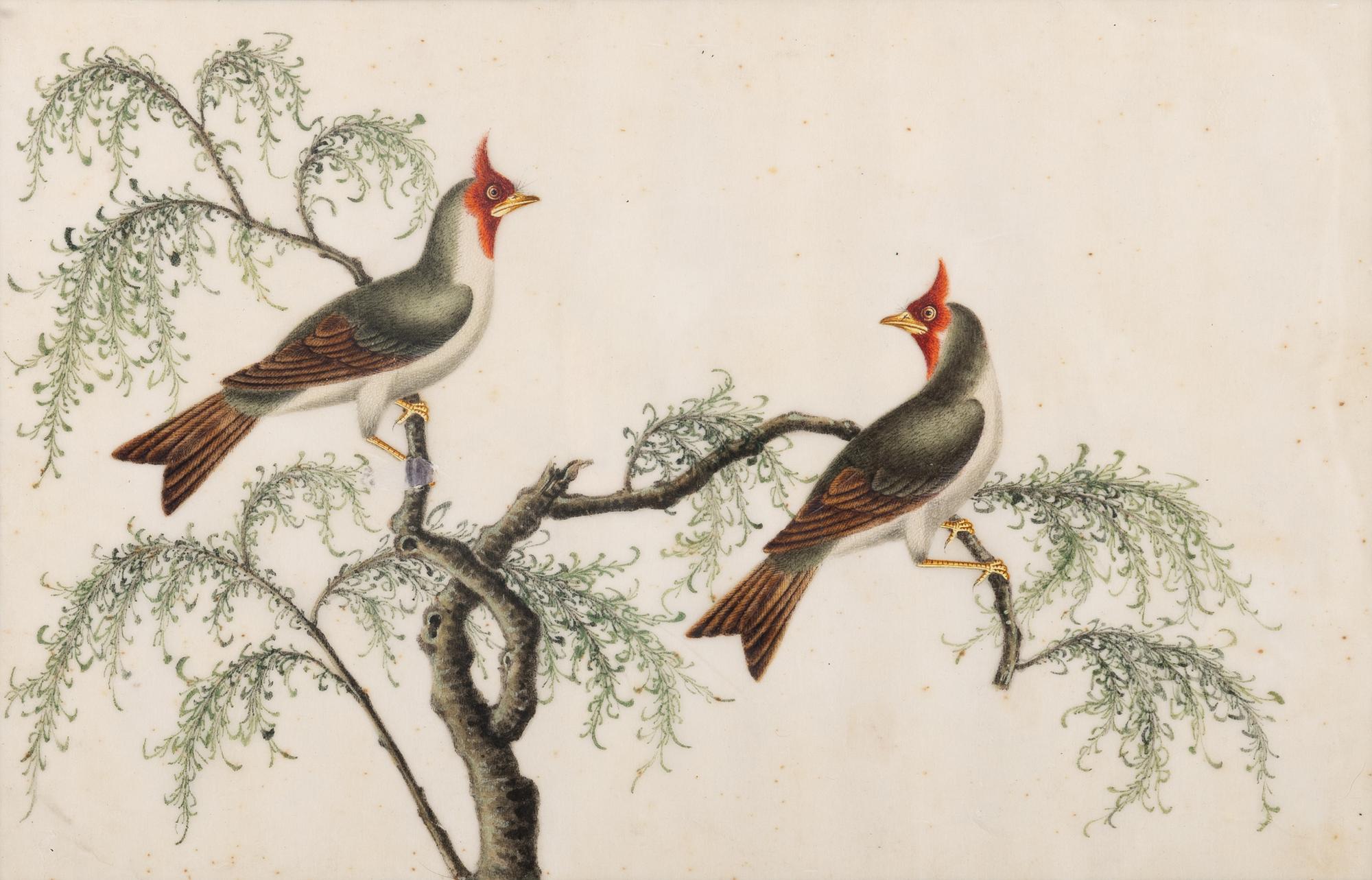 A Set of Twelve Chinese Export Watercolor and Pith Paintings