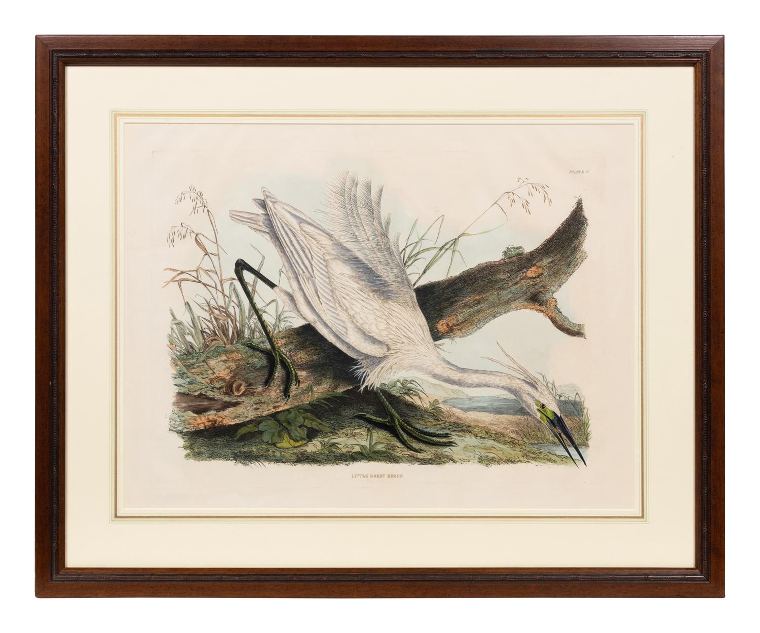 After John James Audubon (American, 1785-1851)