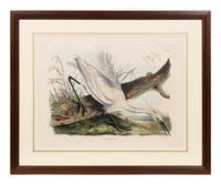 After John James Audubon (American, 1785-1851)