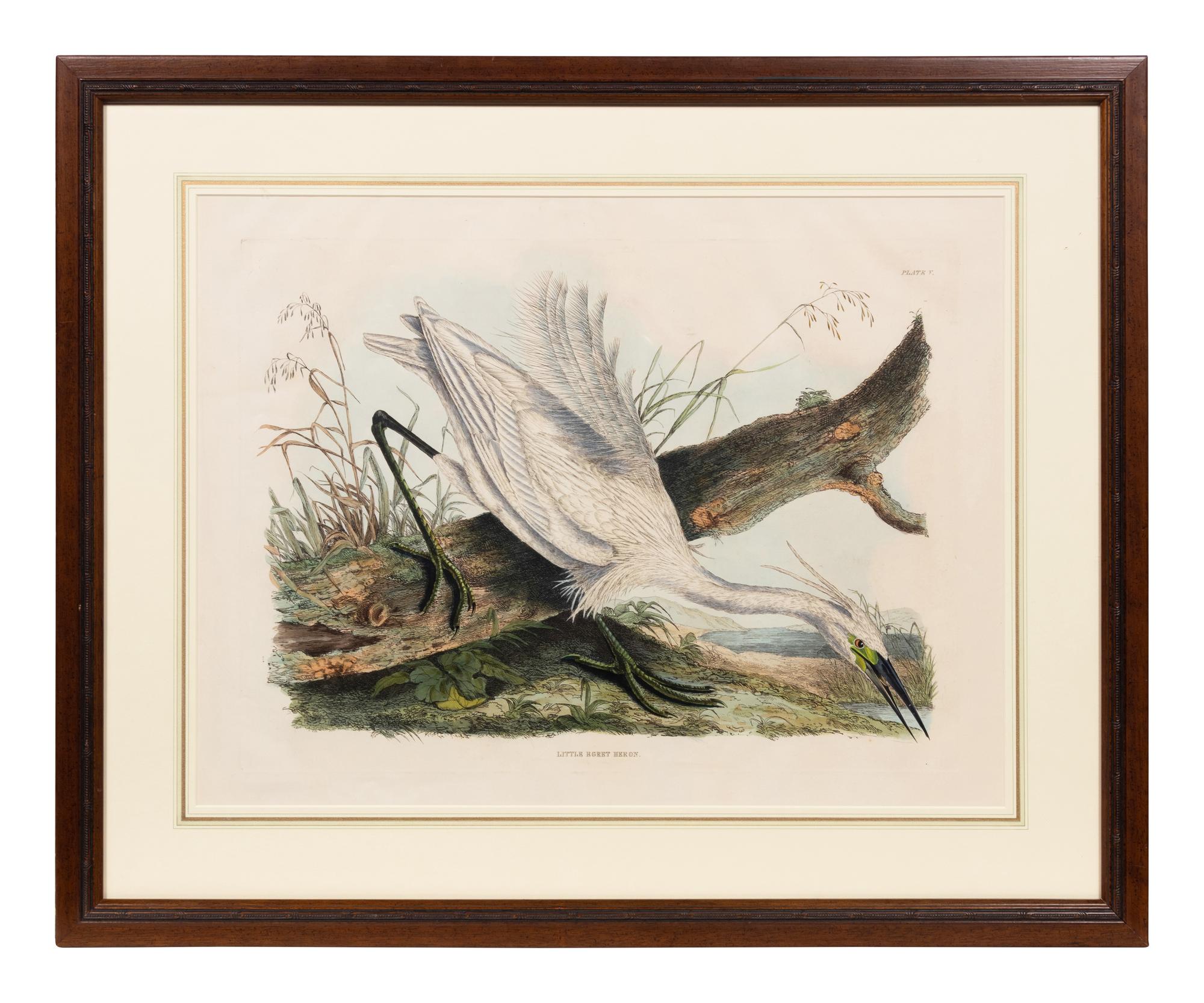 After John James Audubon (American, 1785-1851)