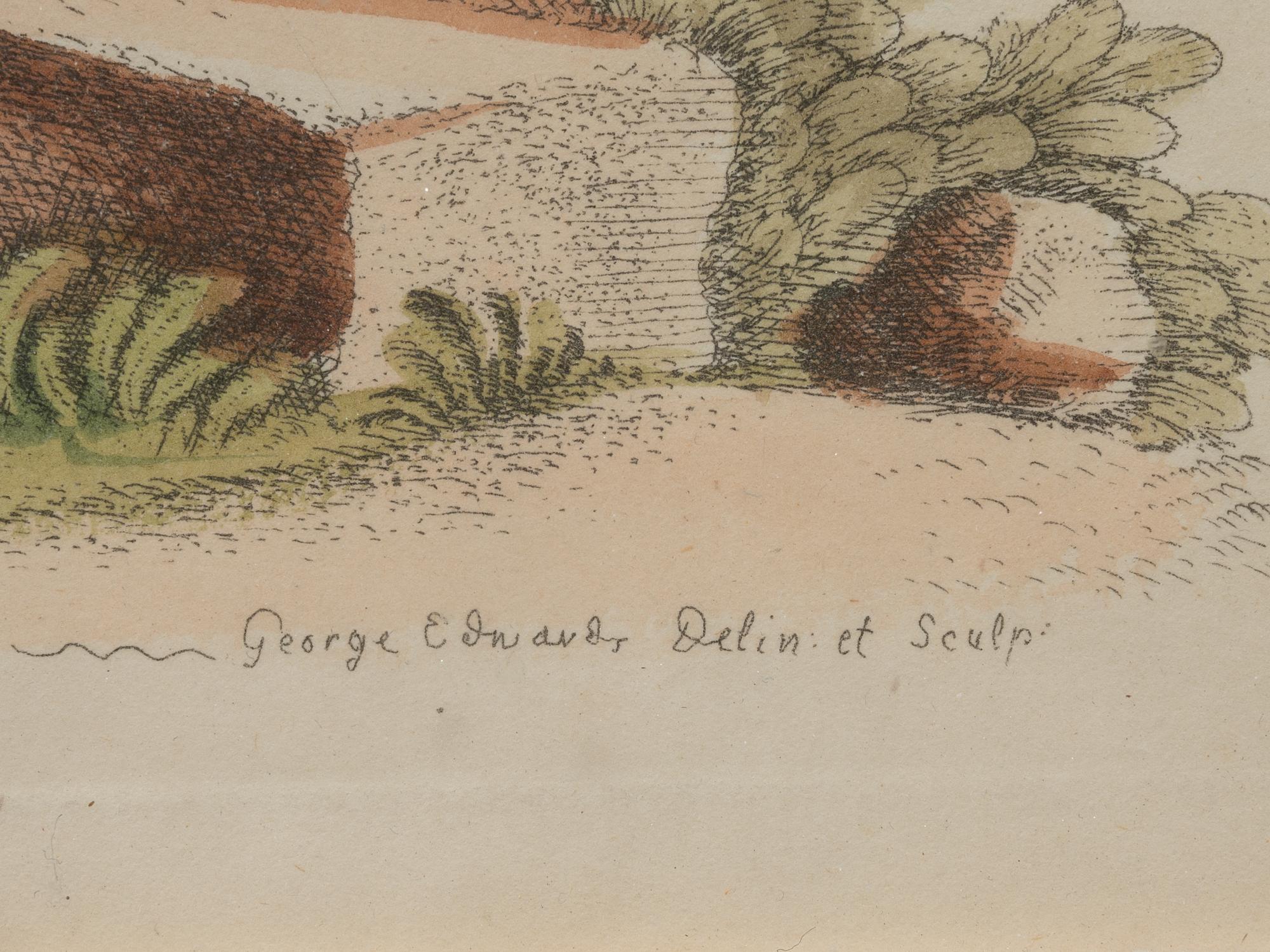 A Group of Six Continental Engravings Depicting Primates (Second Half 19th Century)