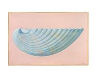 Untitled (Shell)