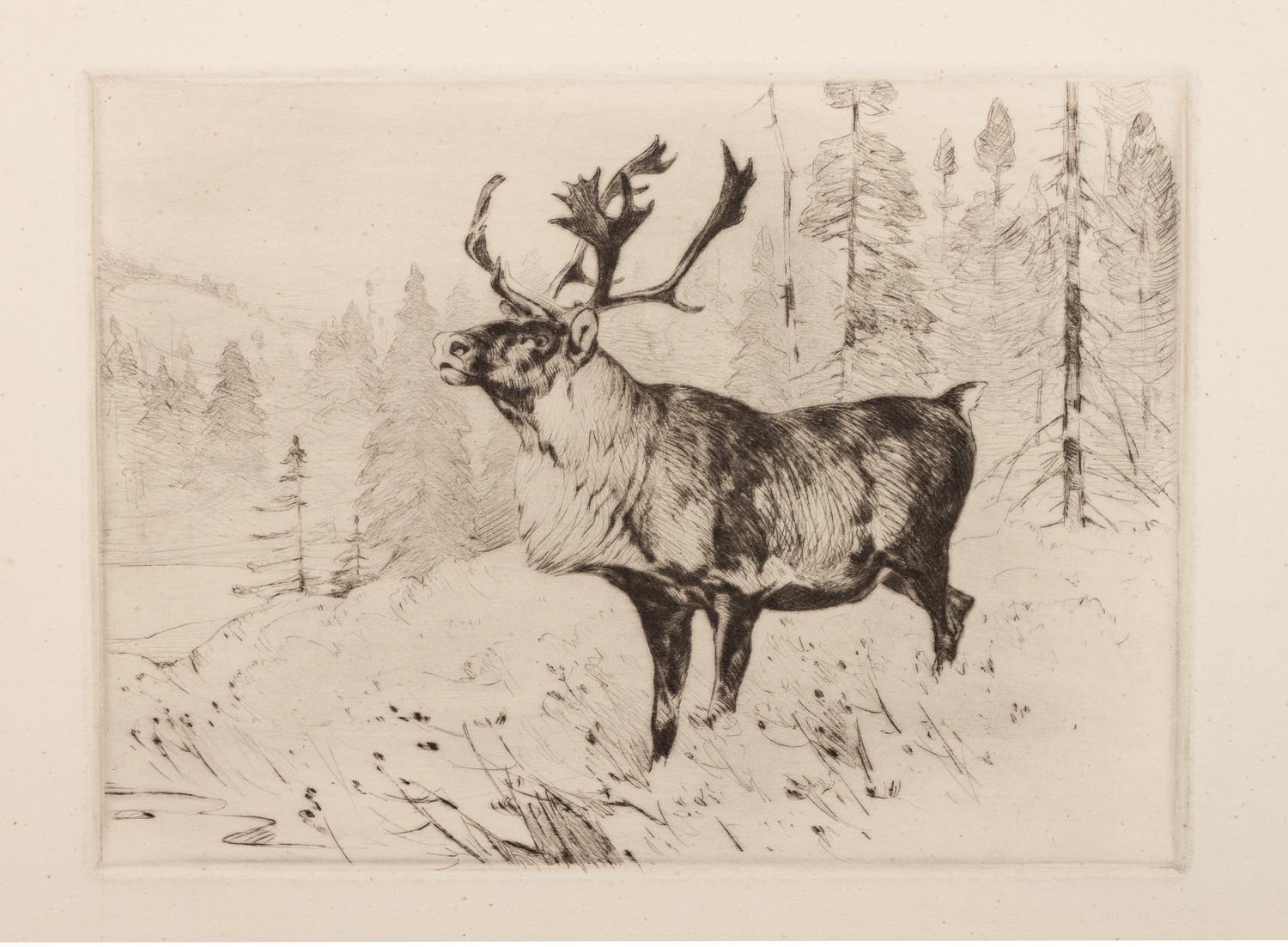 A Woodland Stag