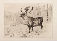 A Woodland Stag