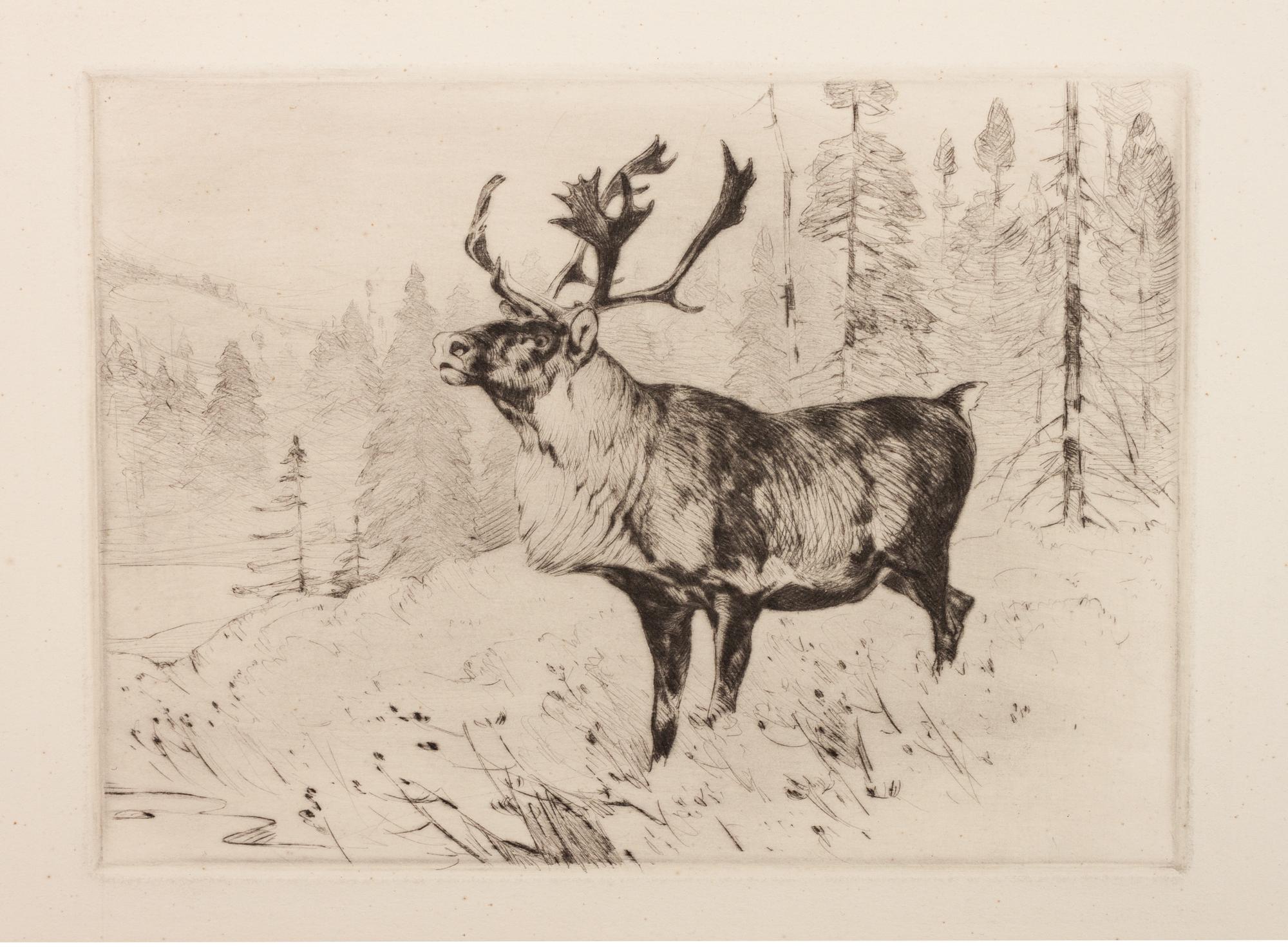 A Woodland Stag