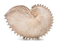 A Mexican Silver Shell-Form Table Ornament