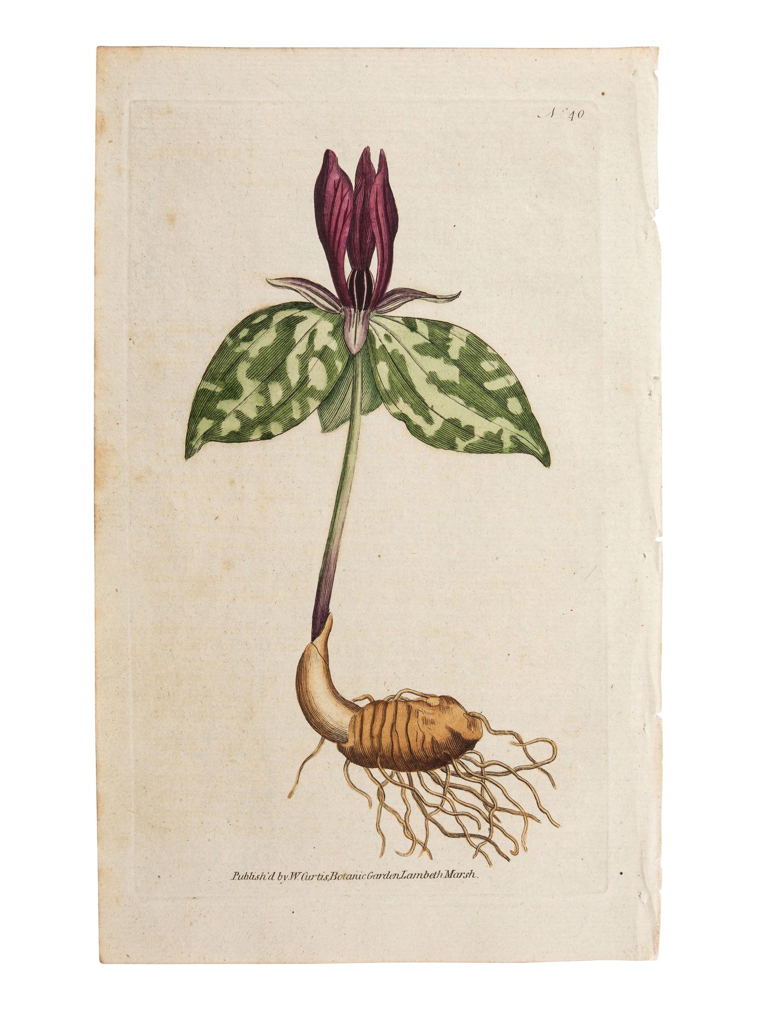 A Group of Avian and Botanical Prints