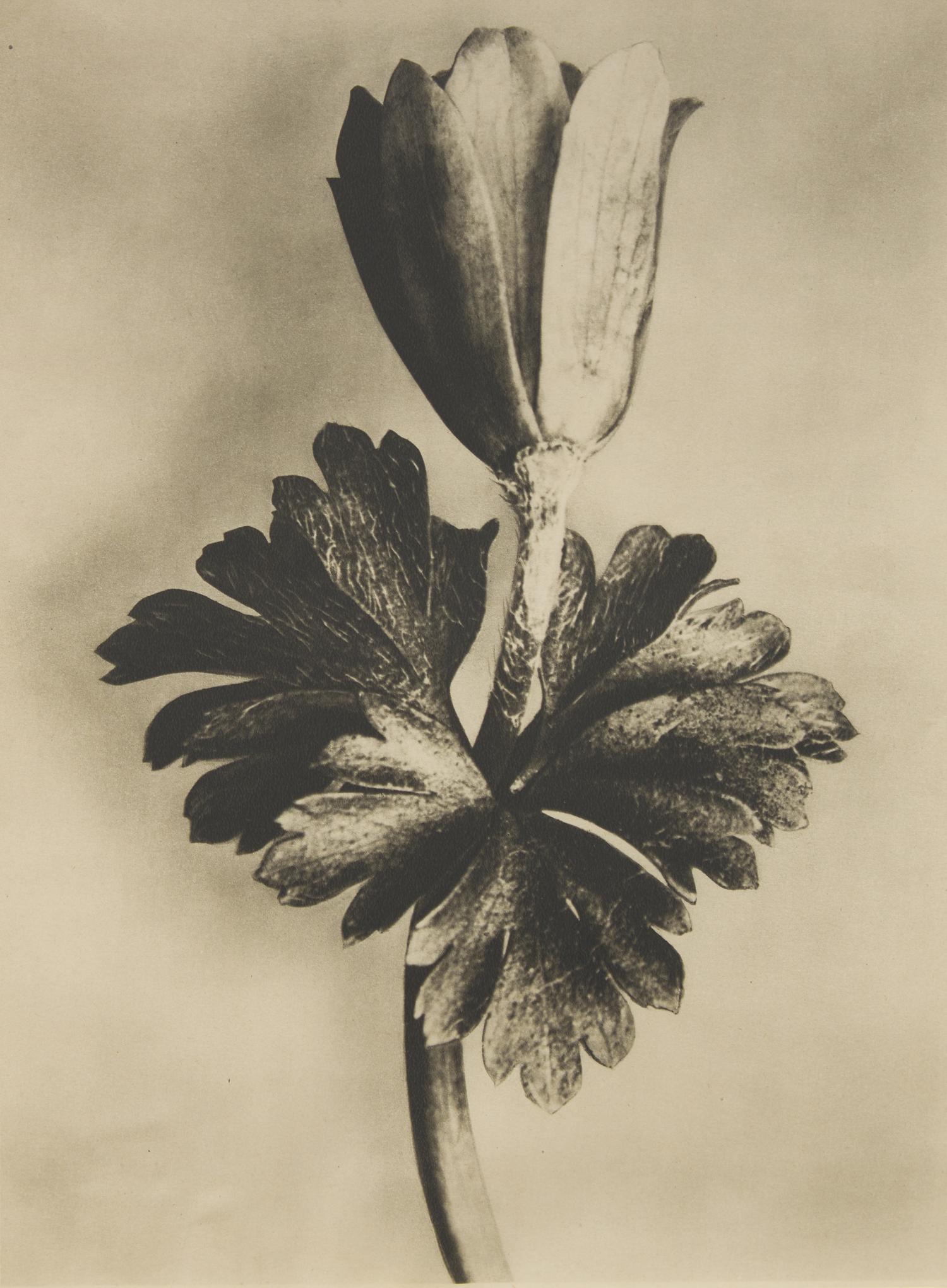 A Set of 8 Botanical Prints