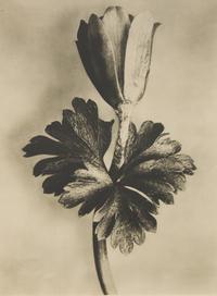 A Set of 8 Botanical Prints