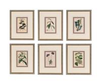A Set of Six Hand-Colored Botanical Lithographs from L'illustration Horticole: Journal Special Des Serres Et Des Jardins