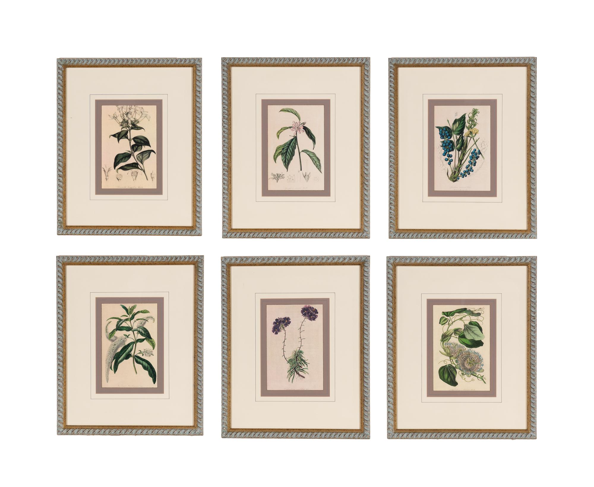 A Set of Six Hand-Colored Botanical Lithographs from L'illustration Horticole: Journal Special Des Serres Et Des Jardins