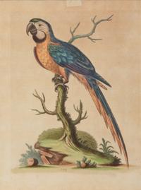 A Set of Twelve Hand-Colored Engravings of Parrots from A Natural History of Uncommon Birds by George Edwards (English, 1694-1773)