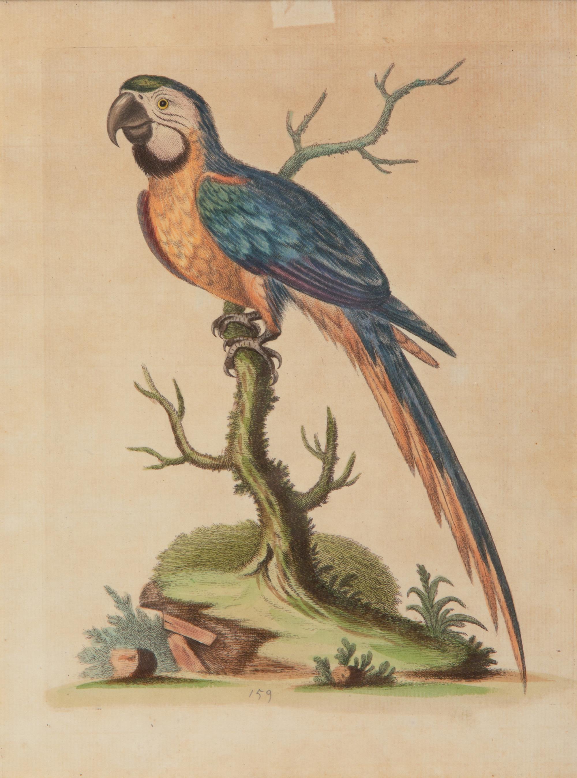 A Set of Twelve Hand-Colored Engravings of Parrots from A Natural History of Uncommon Birds by George Edwards (English, 1694-1773)