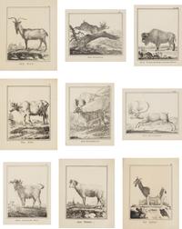 A Set of Nine Framed German Zoological Engravings
